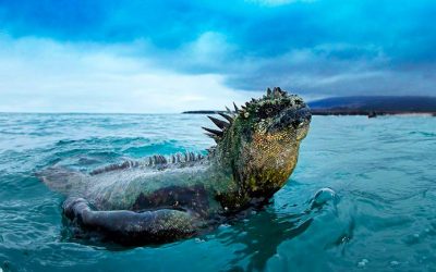REQUISITOS PARA EL INGRESO A GALÁPAGOS – ECUADOR